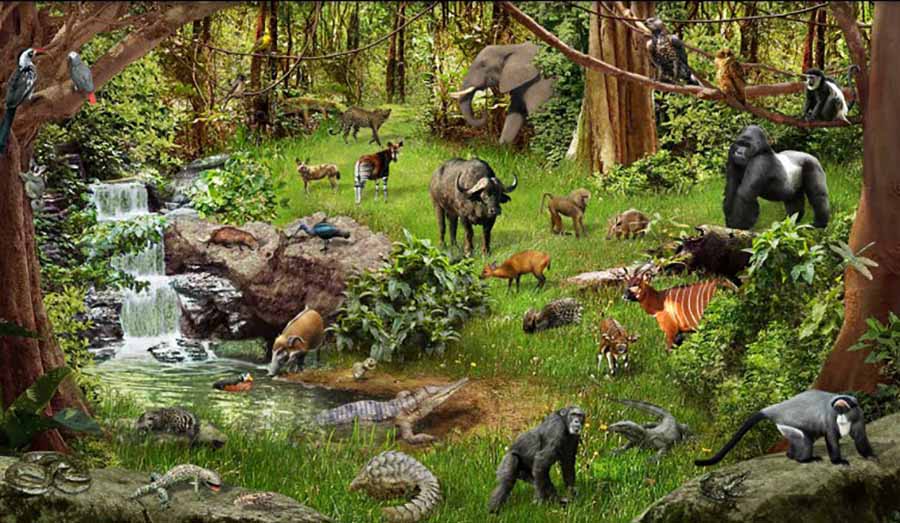 Animals-of-the-Forest-3_900